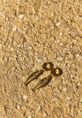 Fish Droppies Gold Earrings